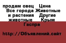  продам овец › Цена ­ 100 - Все города Животные и растения » Другие животные   . Крым,Гаспра